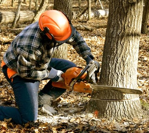 Tree Removal in White City, KS